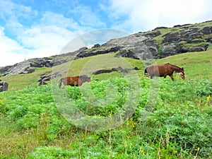 Grazing horses on Easter Island. Horses are imported species for Easter Island