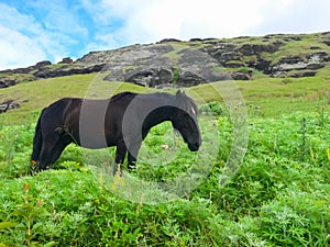 Grazing horses on Easter Island. Horses are imported species for Easter Island