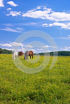 Grazing Horses in Field of Buttercups