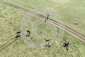 Grazing horses on a field road, photograph from a drone