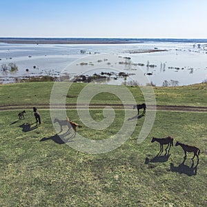 Grazing horses on a field road, photograph from a drone