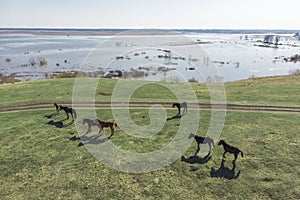 Grazing horses on a field road, photograph from a drone