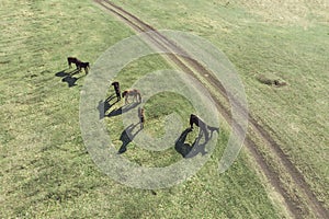 Grazing horses on a field road, photograph from a drone