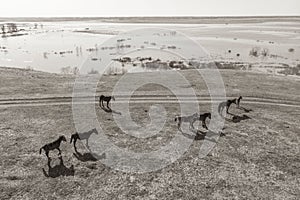 Grazing horses on a field road, photograph from a drone