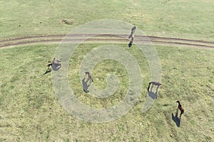 Grazing horses on a field road, photograph from a drone