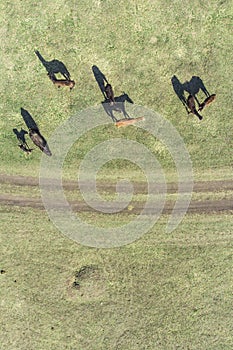 Grazing horses on a field road, photograph from a drone