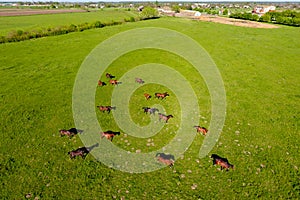 Grazing horses on the field. Shooting horses from quadrocopter.