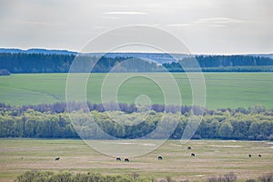 Grazing horses on the field in spring and landscape