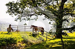 Grazing horses in a field under a big tree