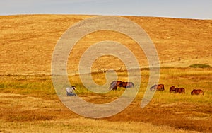 Grazing Horses Golden Field