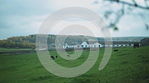 Grazing horses on green field with farm buildings behind