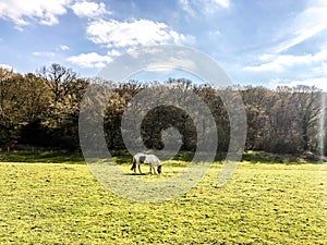 Grazing horses on the green Field. Horses grazing tethered in a field with forest and blue sky background. England