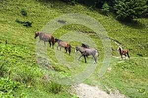 Grazing horses on a green grassy meadow in Carpathian mountains