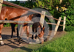 Grazing horses in a horse corral at summer