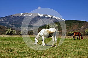 Grazing horses