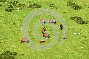 grazing horses on a lush fresh alpine meadow