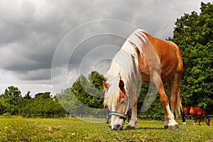 Grazing Horses Meadow