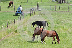 Grazing horses in a meadow with boundary