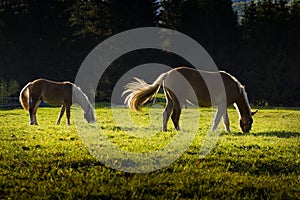 Grazing horses on meadow