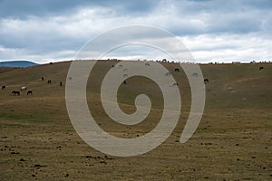 Grazing horses on the mountain meadow. Nature landscape