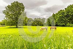 Grazing horses in a nice green pasture of Petting Zoo Zegersloot in Alphen aan den Rijn