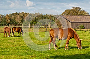 Grazing horses and an old barn