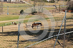 Grazing horses in an open field