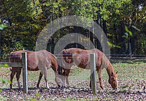Grazing Horses