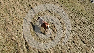 Grazing horses in a prairie