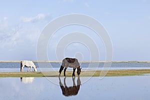 Grazing horses at Qinghai lake