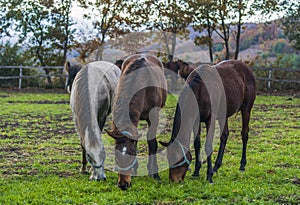 Grazing horses spread across the field in Turkey