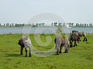 Grazing horses in summer