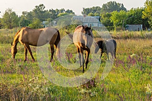 Grazing horses on a summer meadow