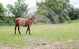 grazing horses on a sunny day