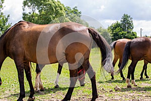 grazing horses on a sunny day