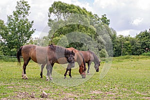 grazing horses on a sunny day