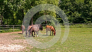 grazing horses on a sunny day