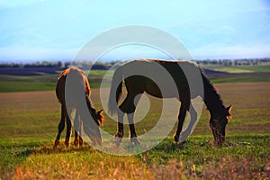 Grazing horses in sunset