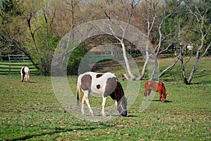 Grazing Horses