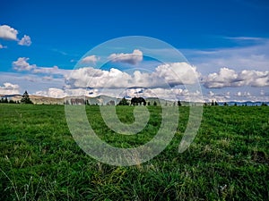 Grazing horses at the top of the mountain in the Carpathian mountains