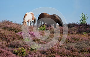Grazing horses on top of a purple hill