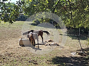 grazing horses in tuscany in italy