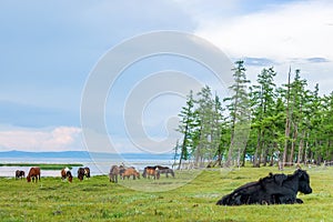 Grazing horses & yak, northern Mongolia photo