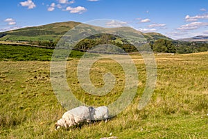 Grazing by the Howgill Fells