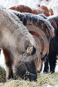 Grazing Icelandic horses