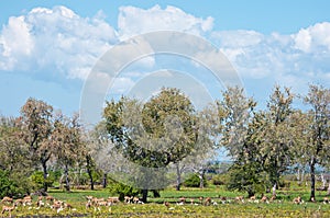 Grazing impalas and birds in east africa - national park selous game reserve in tanzania