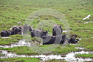 Grazing Indian Water Buffaloes