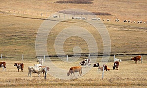 Grazing in Inner Mongolia Grassland