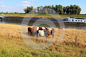 Grazing Lakenvelder cows in a dry meadow and inland cargo vessel photo