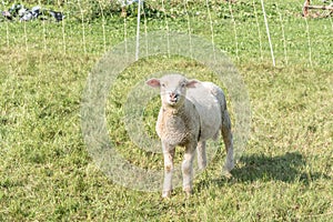 Grazing lamb in Switzerland
